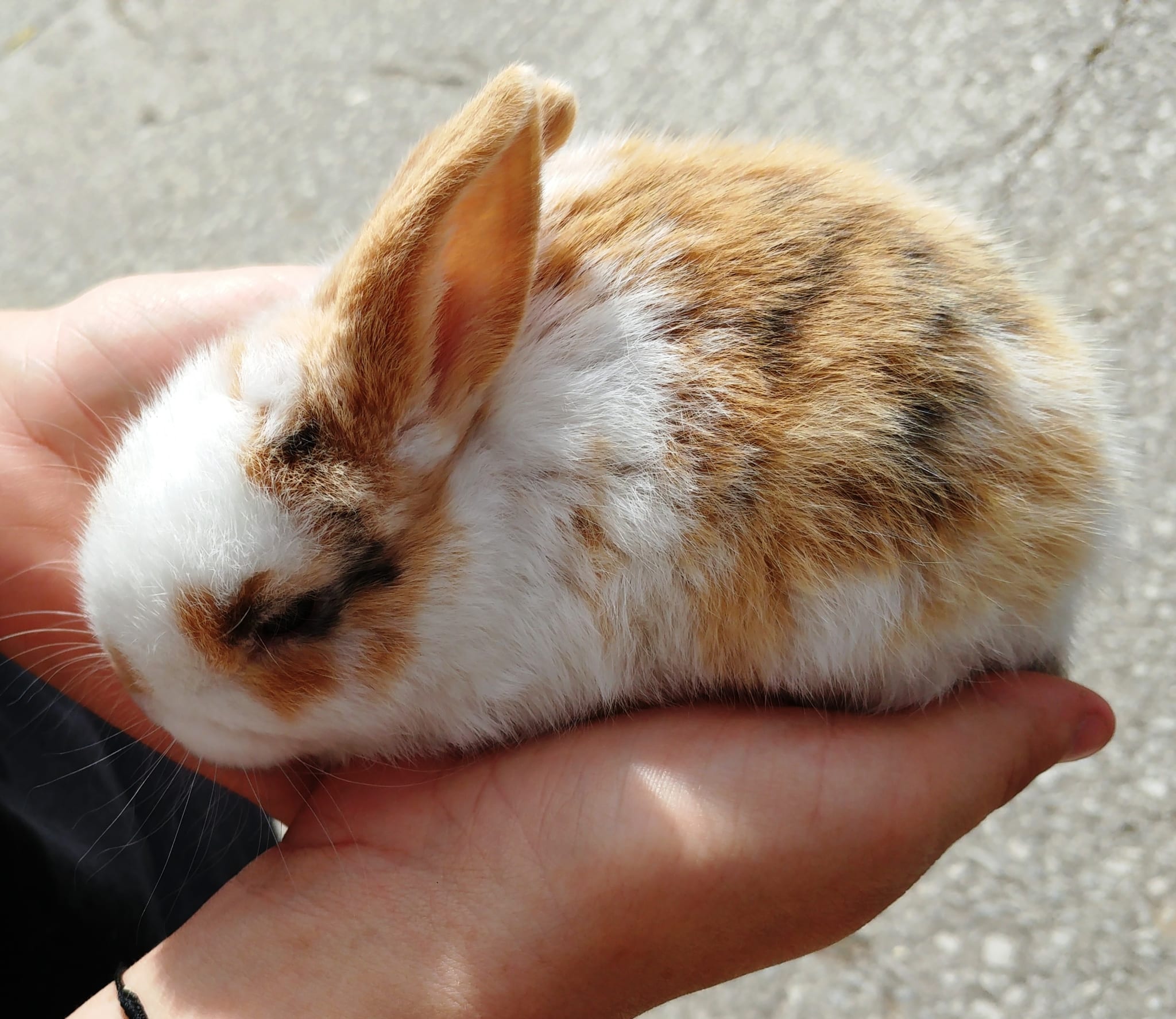 Palam Rabbit Farmer Parrs Animal World – Fleetwood, Lancashire